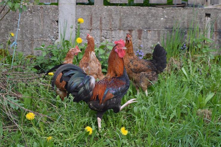 Ferienwohnung Häringer Mühle Bad Häring Hühner
