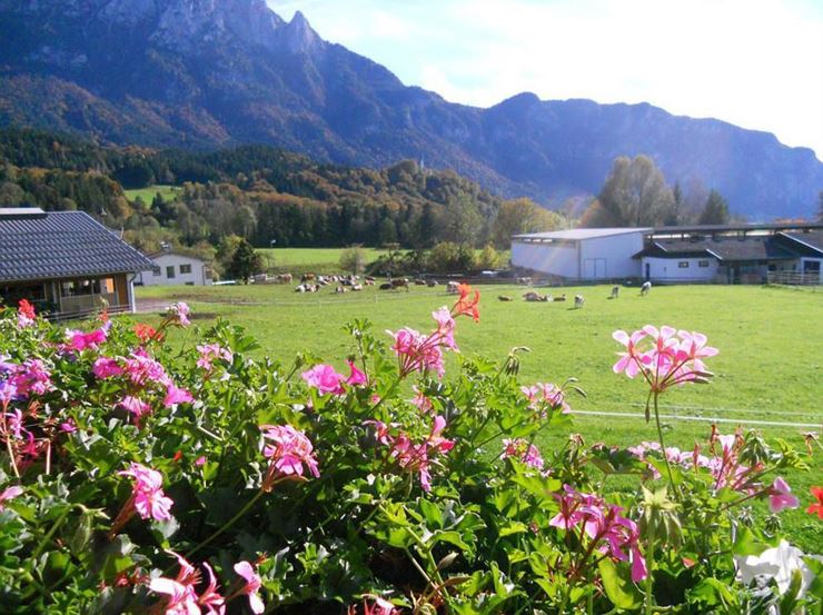 Bauernhof Grafenhof in Ebbs Sommer