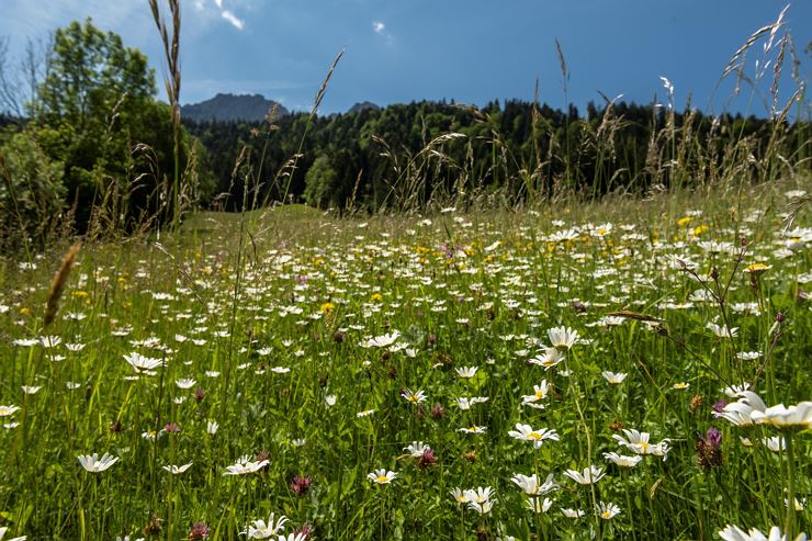 Blumenwiese vor dem Haus