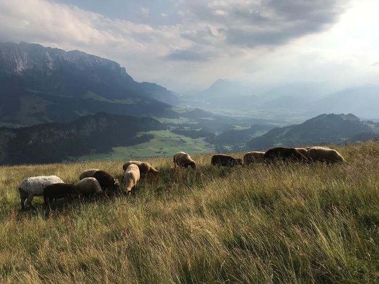 Schafe auf der ALM 