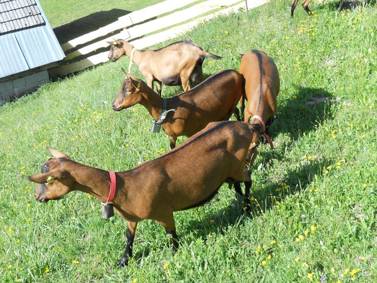Berggasthof Moosbauer Erl - Ziegen in der Wiese