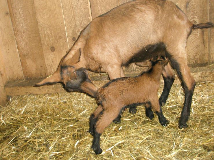 Berggasthof Moosbauer Erl - Ziegen