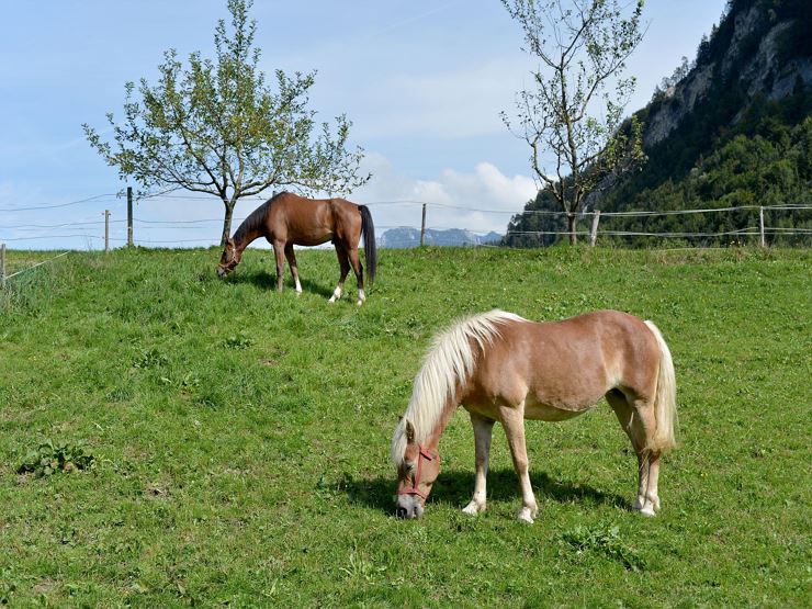 Bauernhof Hörfinghof Kufstein - Pferde auf Wiese