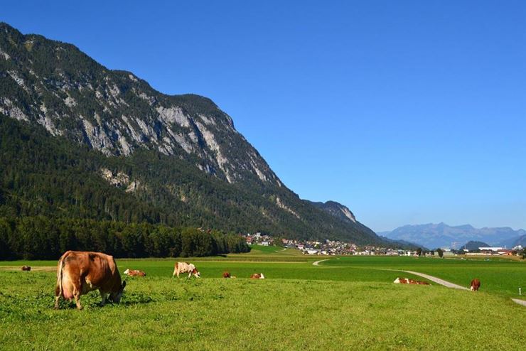 Bauernhof Berndlerhof Langkampfen Kühe