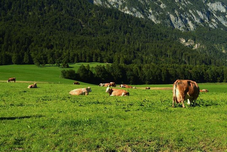 Bauernhof Berndlerhof Langkampfen unsere Kühe