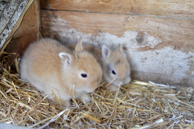 Bauernhof Maurerhof Langkampfen Hasen am Hof