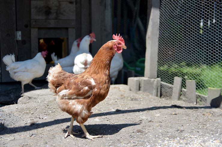 Bauernhof Maurerhof Langkampfen Hühner am Hof