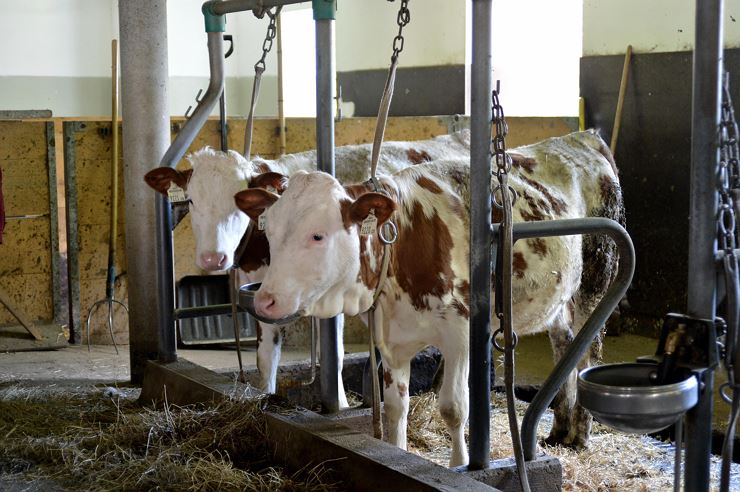 Bauernhof Maurerhof Langkampfen - Kälber am Hof