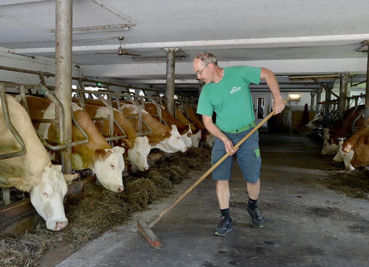 Bauernhof Maurerhof Langkampfen Stallarbeit am Hof