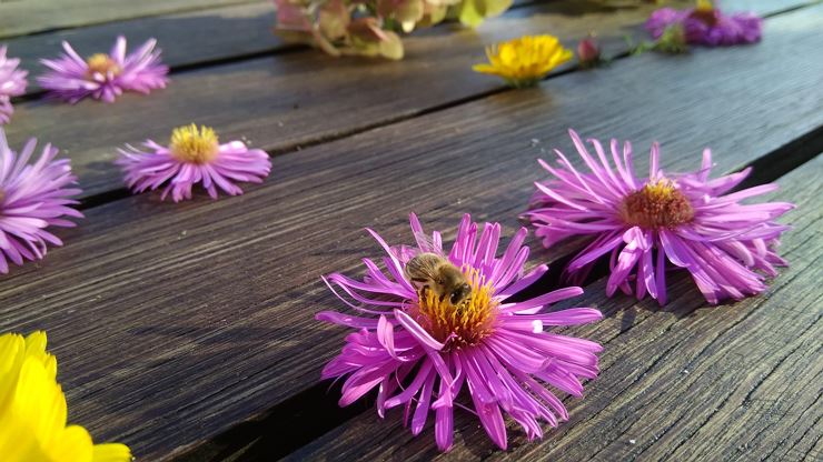 Blumen und Bienen Haus Flora am Kaiser
