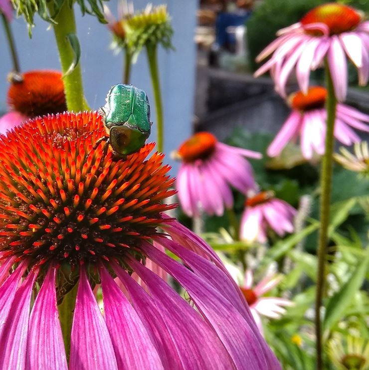 IMG_20200721_111038-01