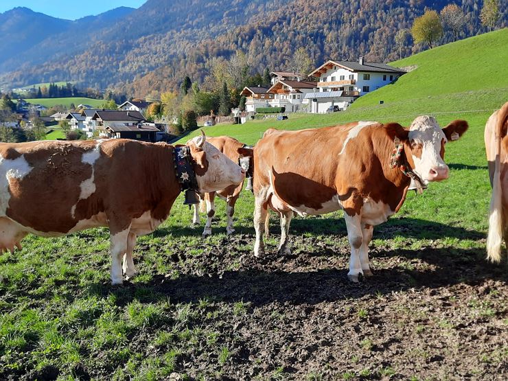 Unsere Kühe