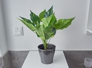 Apartment, shower and bath, toilet, 2 bed rooms