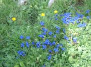 Studio, shower, toilet, 1 bed room